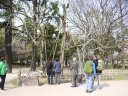 Only surviving Tree at ground zero Hiroshima