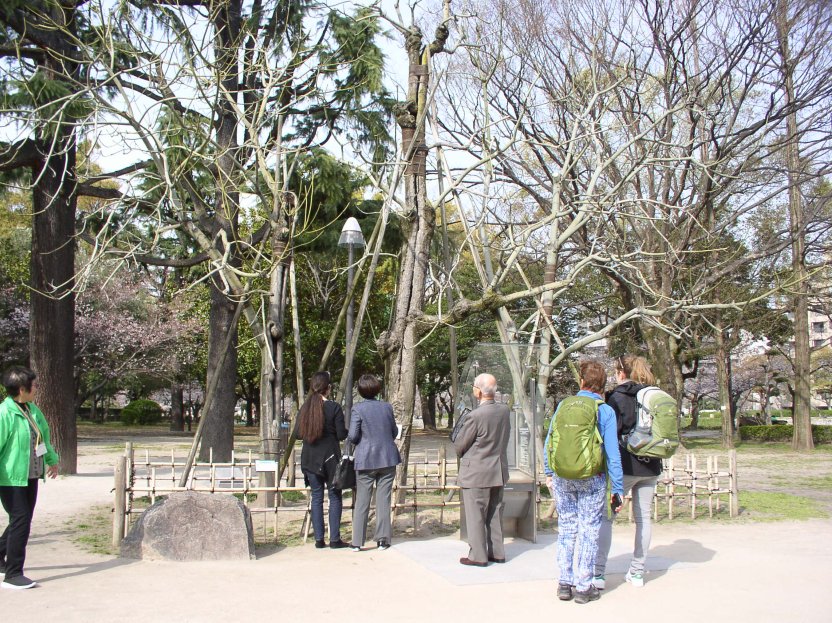 Only surviving Tree at ground zero Hiroshima
